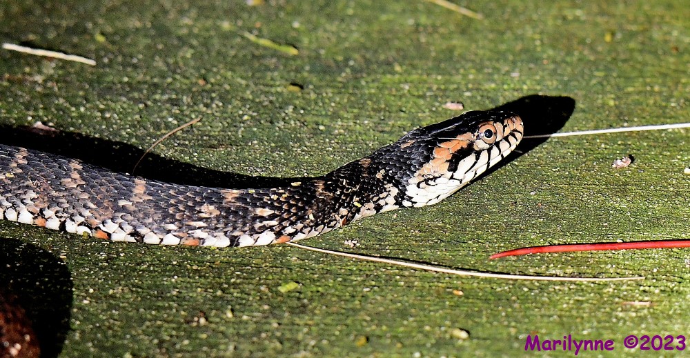 DSC_9227_001.JPG