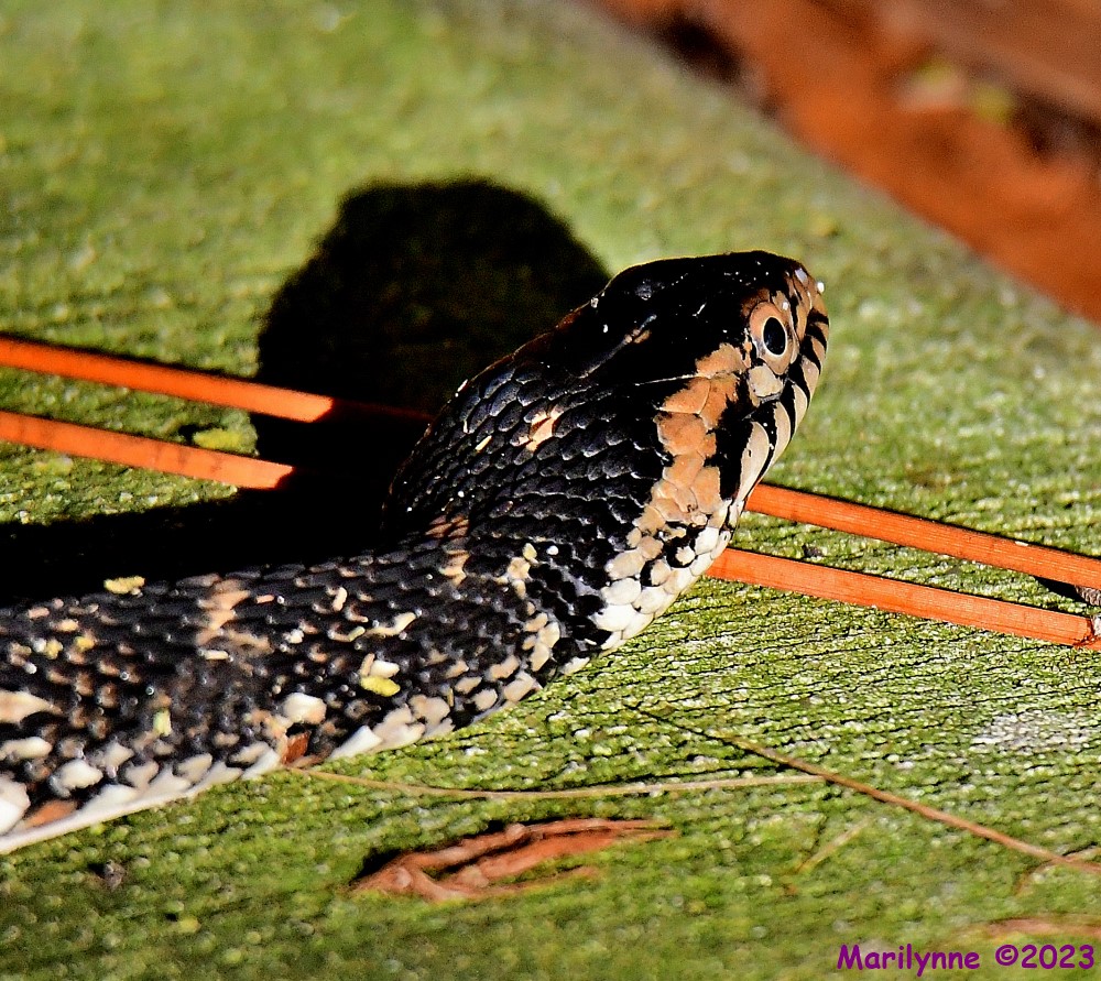 DSC_9233_001.JPG