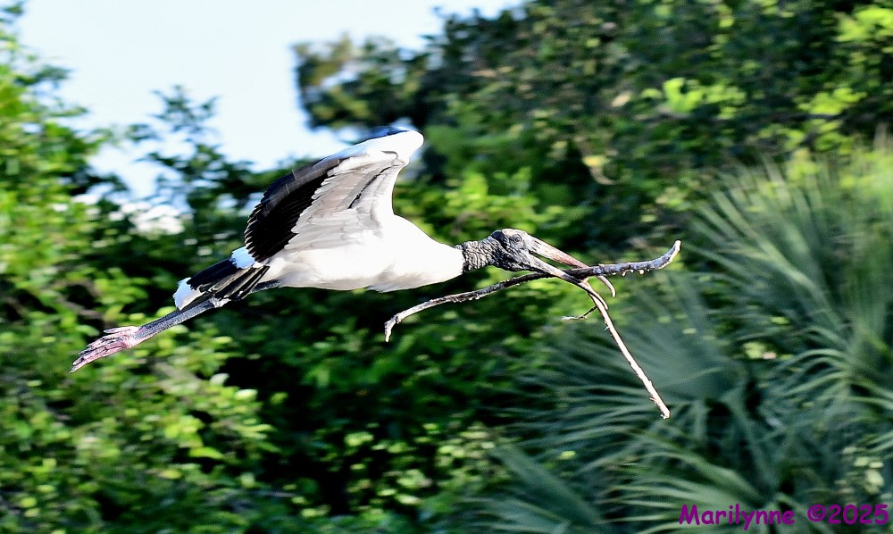 DSC_9234_001.JPG
