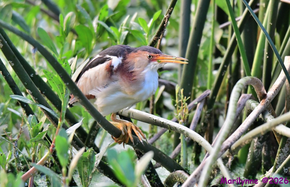 DSC_9234_001.JPG