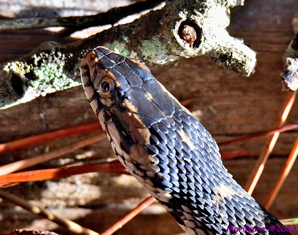 DSC_9236_001.JPG