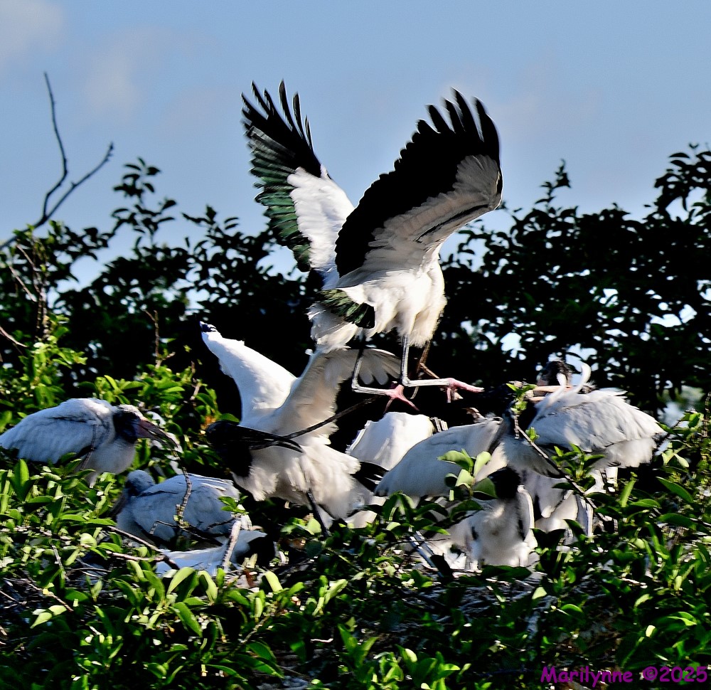 DSC_9239_001.JPG