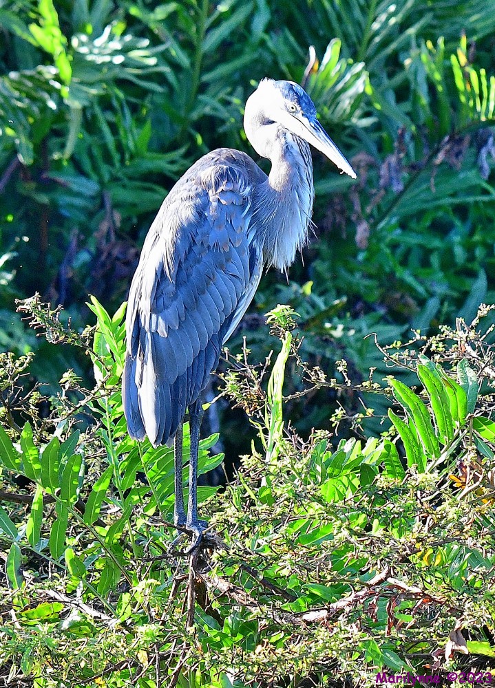 DSC_9245_001.JPG