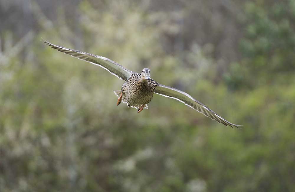 dsc_9247_26441051815_o.jpg