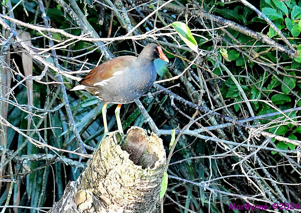 DSC_9248_001.JPG
