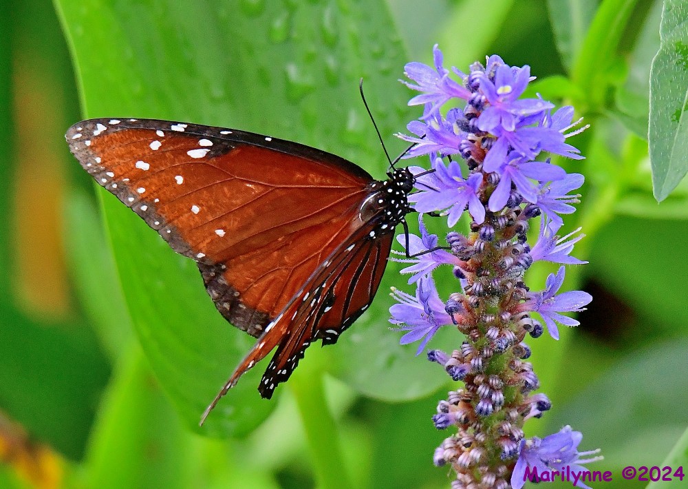 DSC_9248_001.JPG