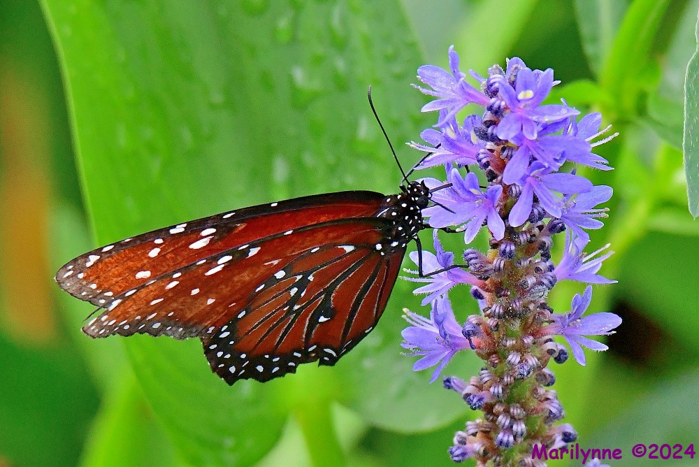 DSC_9250_001.JPG