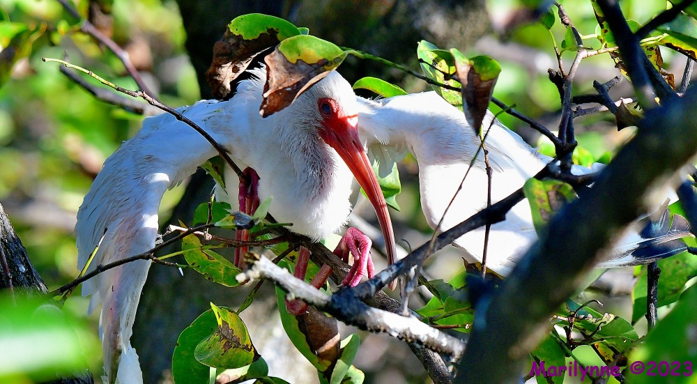 DSC_9253_001.JPG