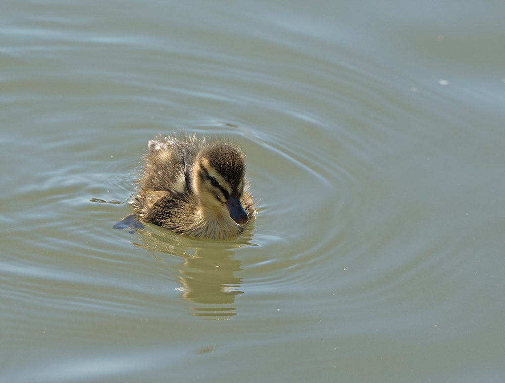 DSC_9254.jpg