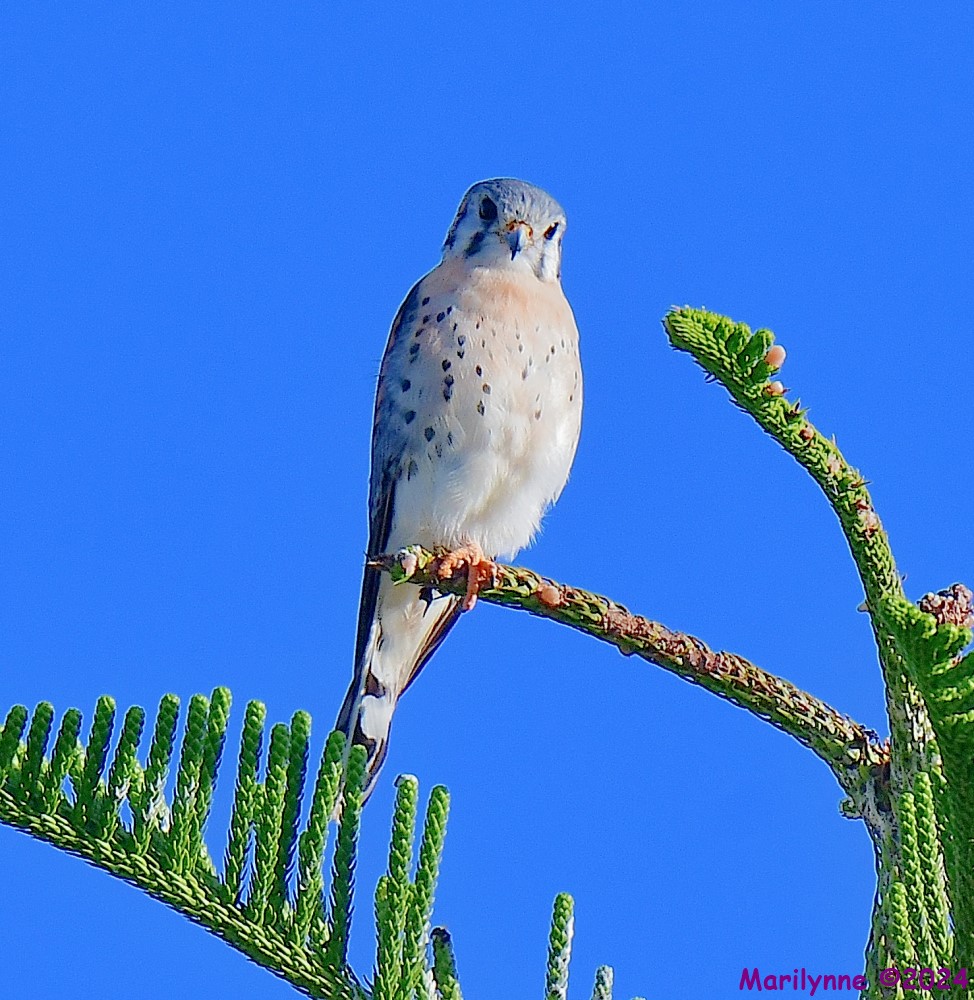 DSC_9254_001.JPG