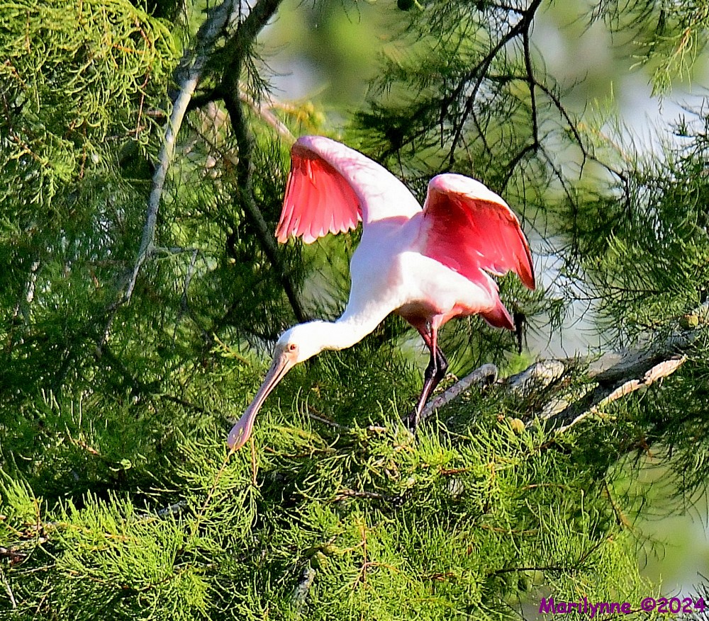 DSC_9255_001.JPG