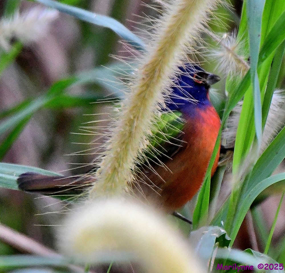 DSC_9260_001.JPG