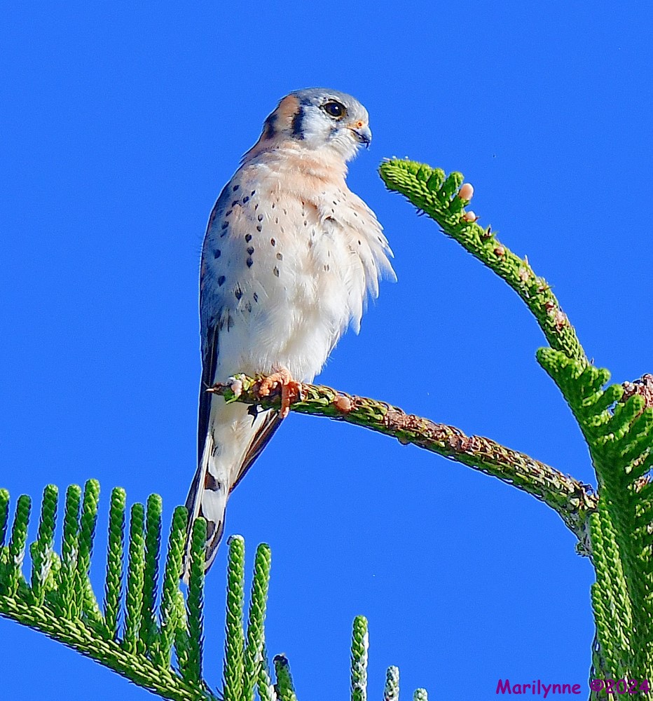 DSC_9261_001.JPG