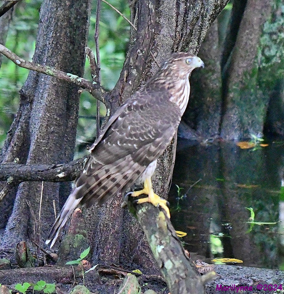 DSC_9262_001.JPG