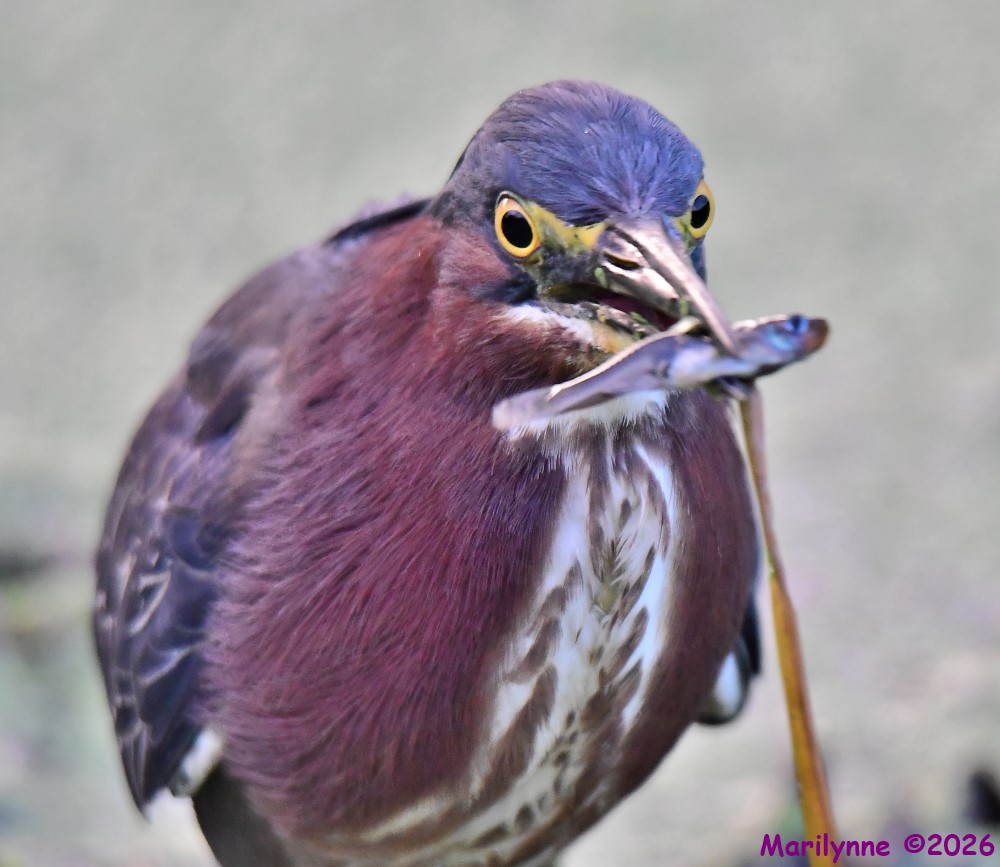 DSC_9262_001.JPG