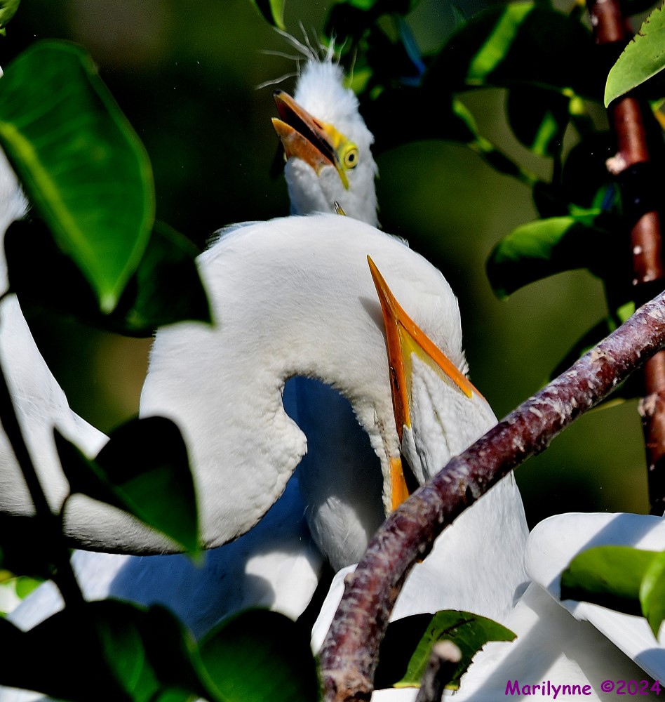 DSC_9264_001.JPG