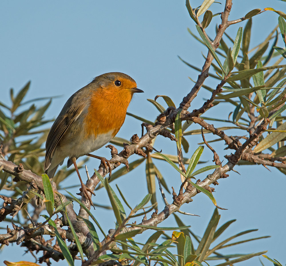 DSC_9265.jpg