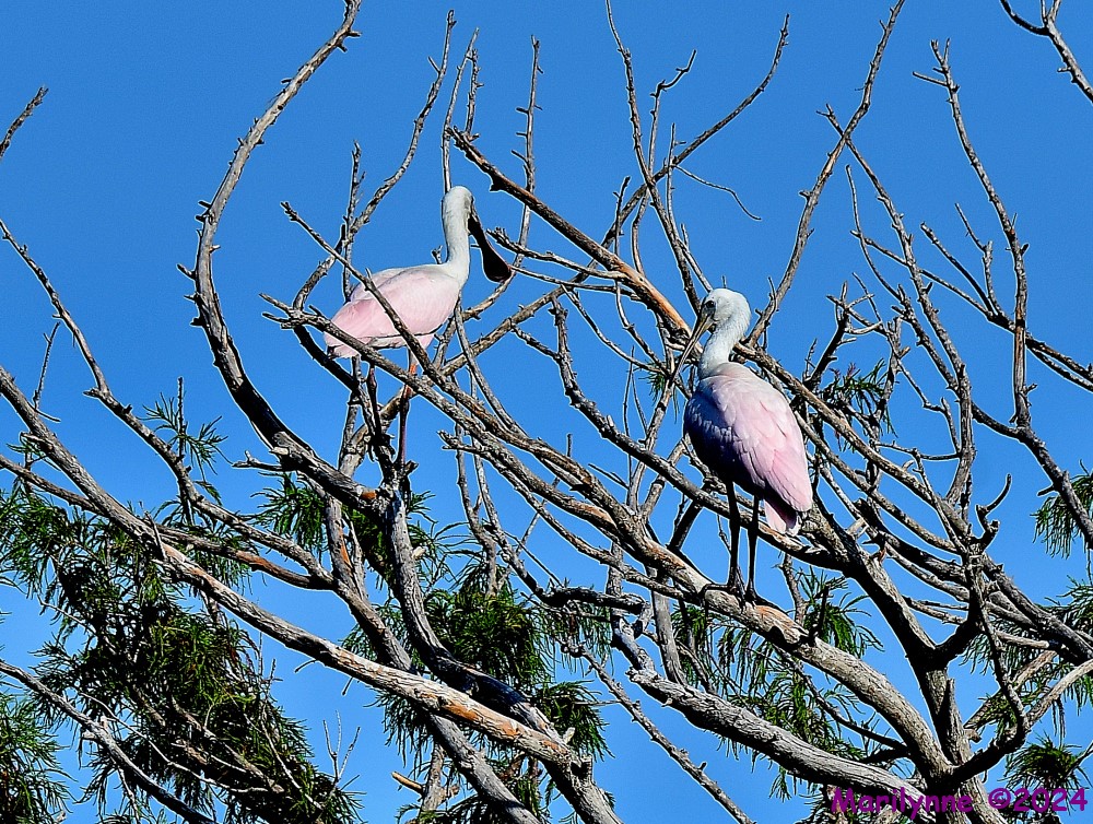 DSC_9267_001.JPG