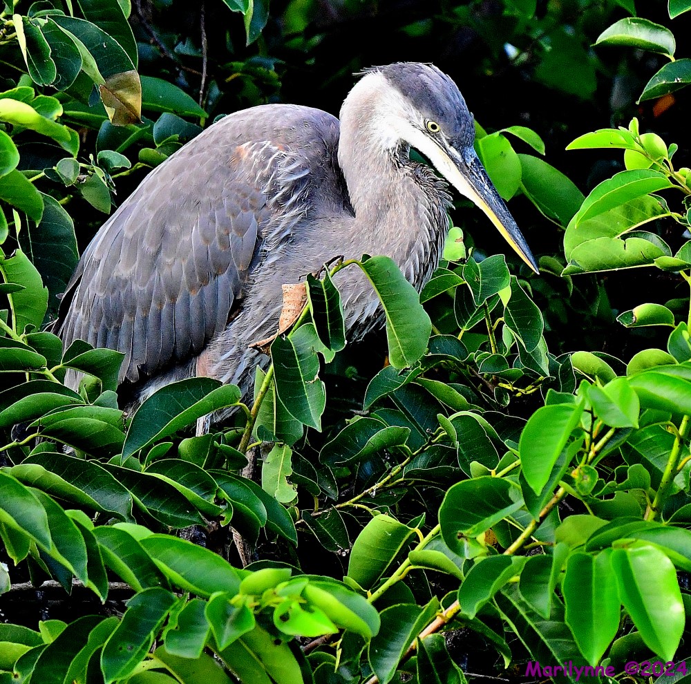 DSC_9268_001.JPG