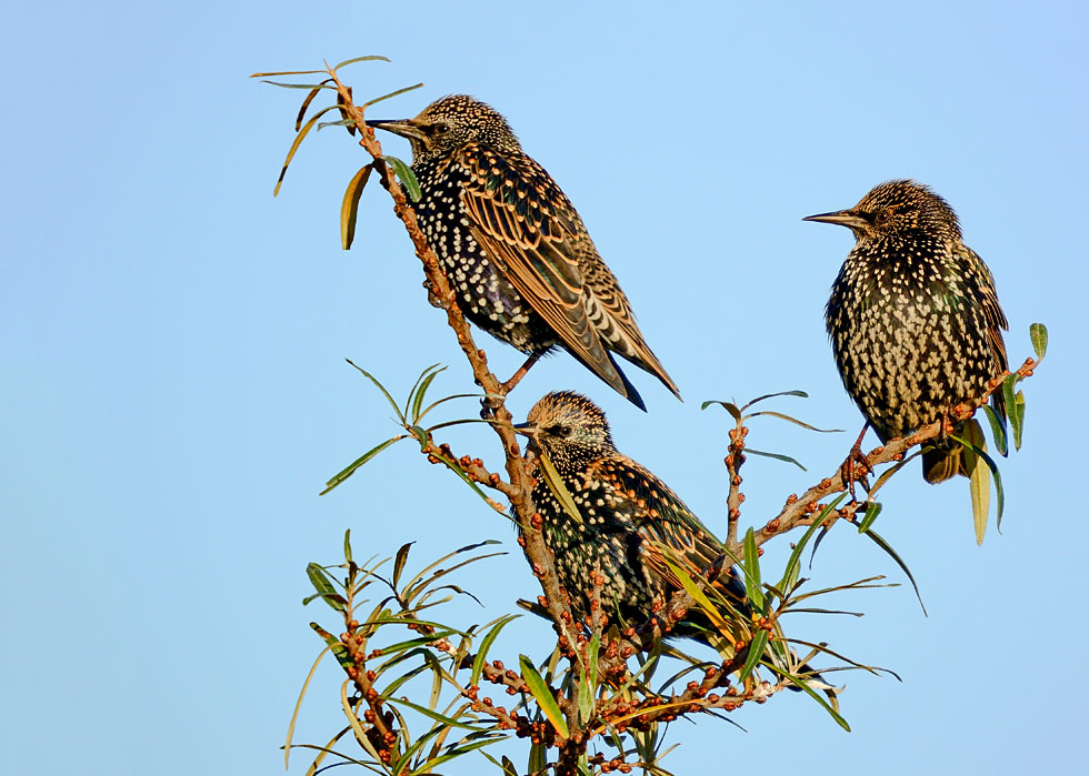 dsc_9268_24333605888_o.jpg