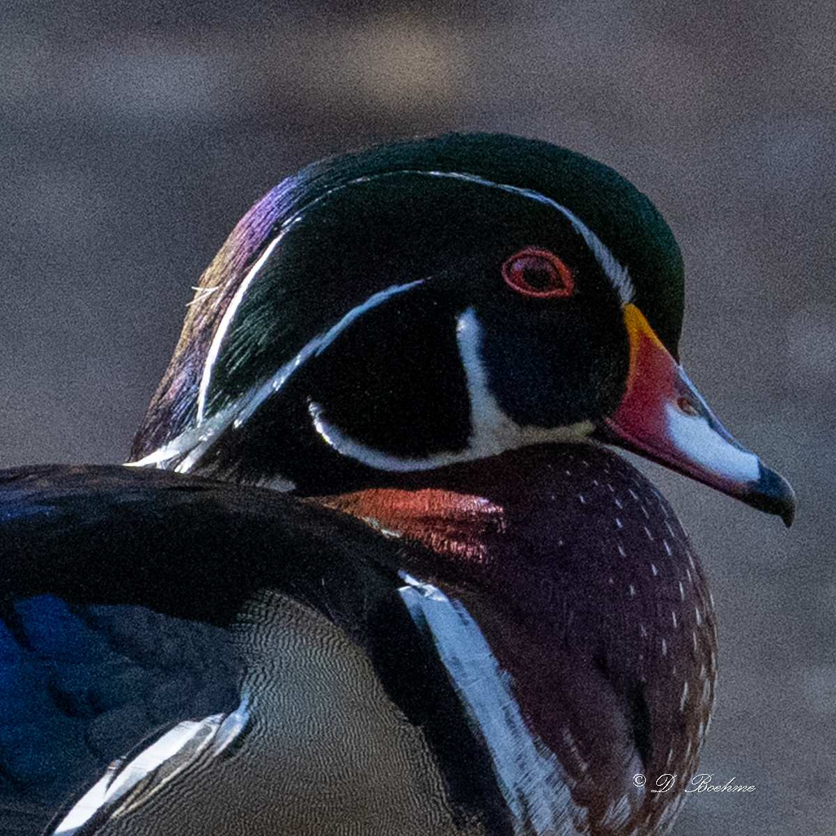 DSC_9270-2.jpg