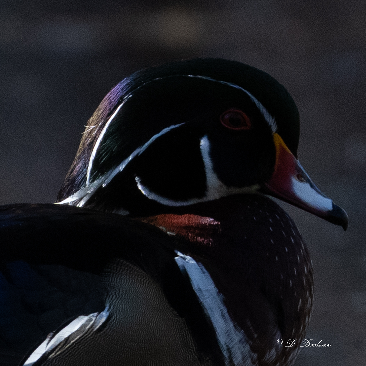 DSC_9270.jpg