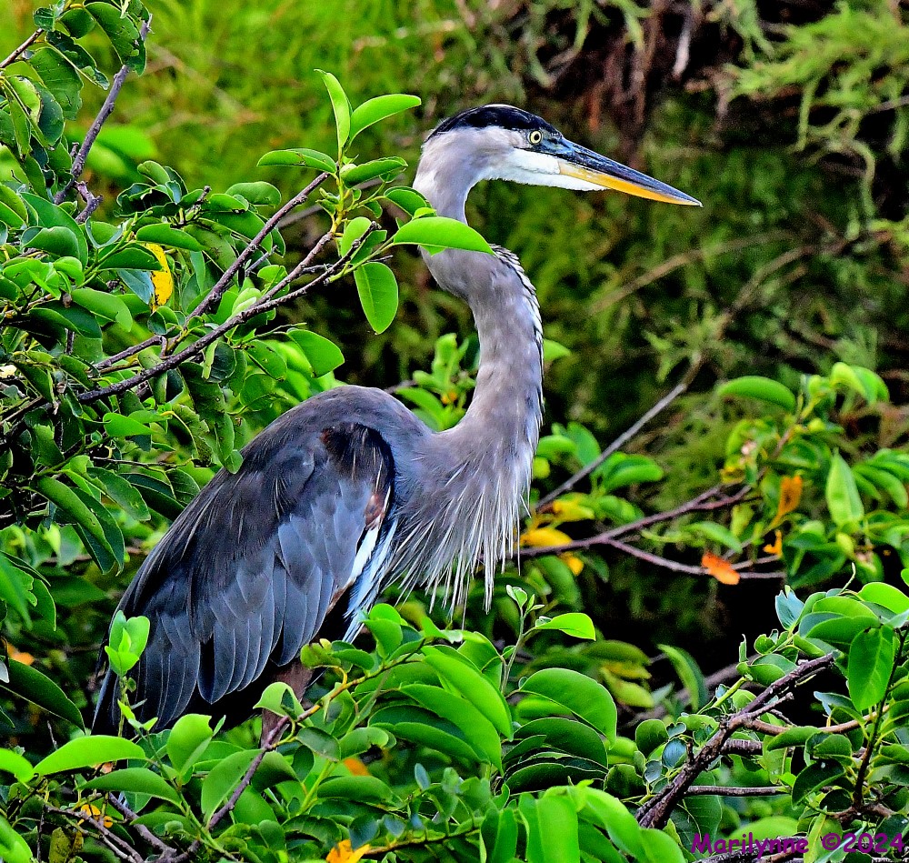 DSC_9271_001.JPG