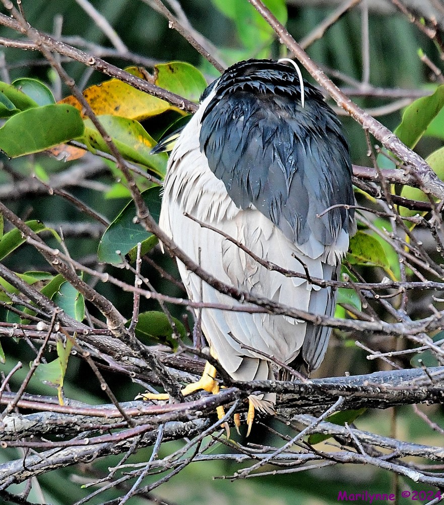 DSC_9273_001.JPG