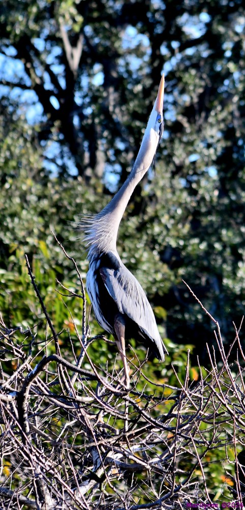 DSC_9276_001.JPG