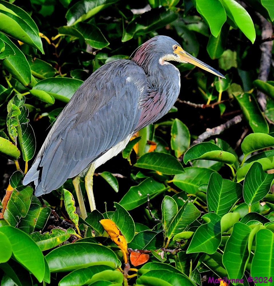 DSC_9277_001.JPG