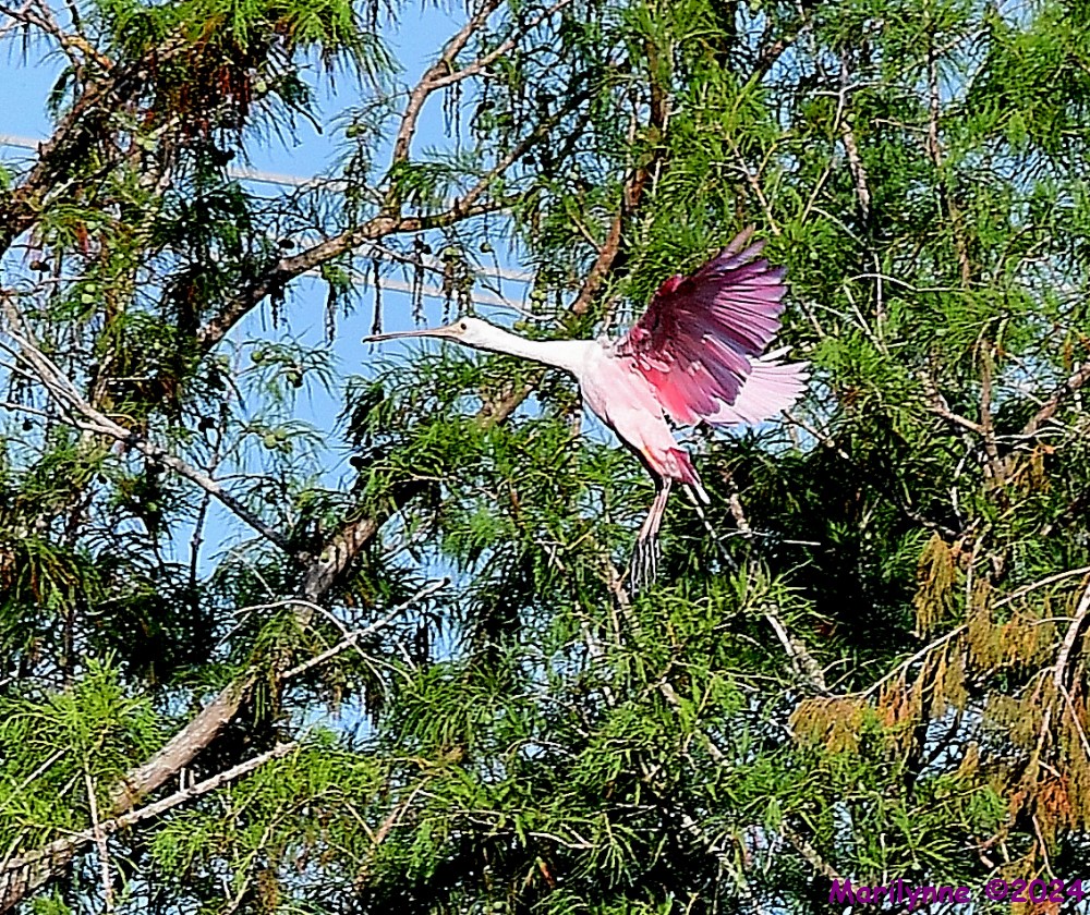 DSC_9280_001.JPG