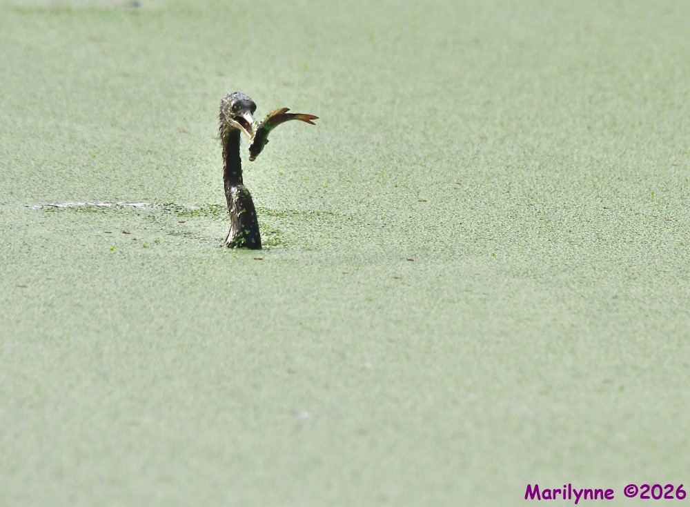 DSC_9280_001.JPG