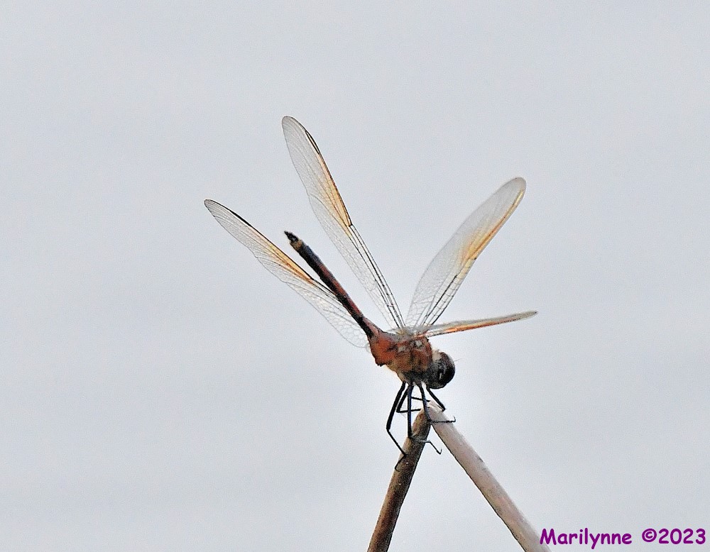 DSC_9282_001.JPG