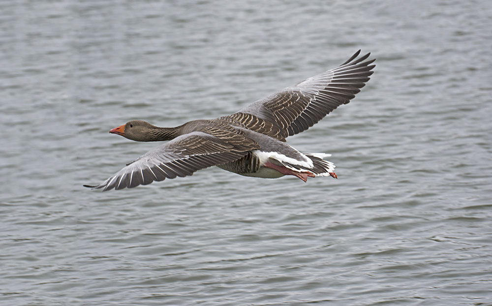 DSC_9285.jpg