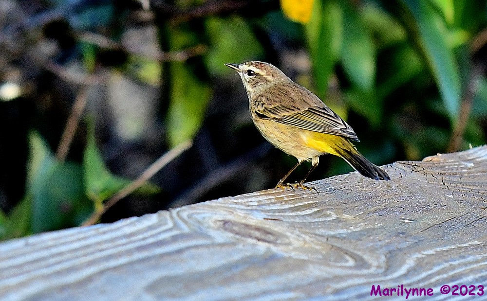 DSC_9286_001.JPG