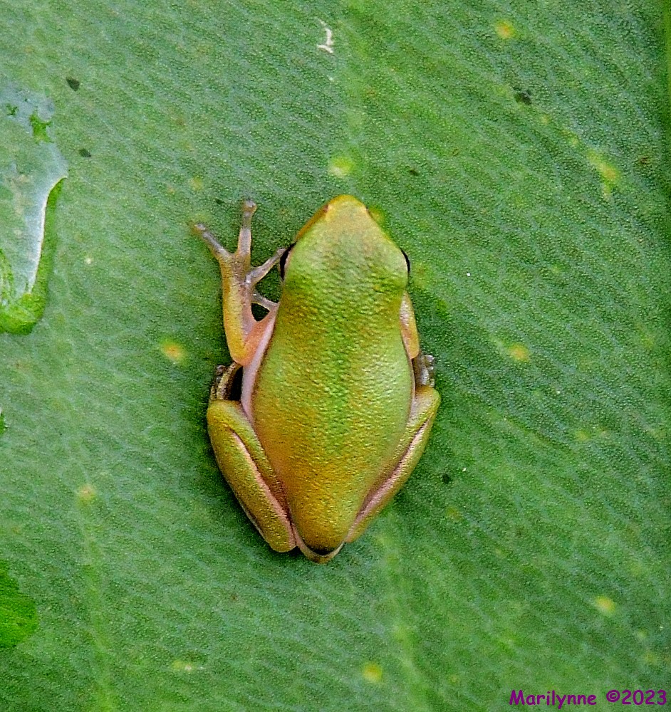 DSC_9286_001.JPG