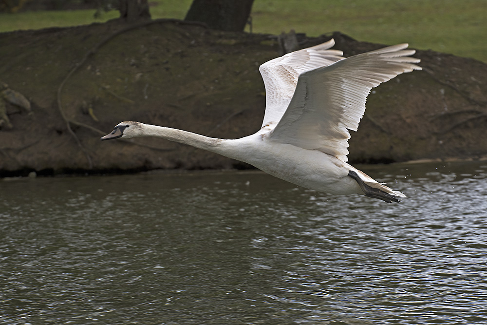 DSC_9287.jpg