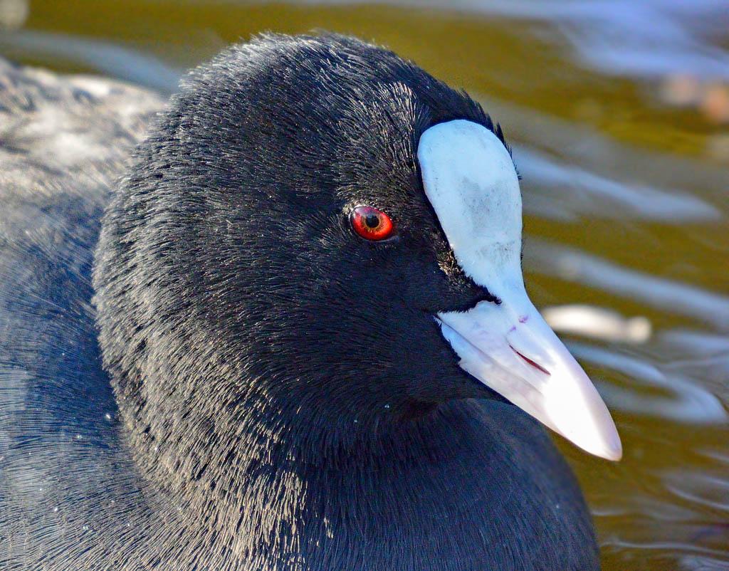 DSC_9288.jpg