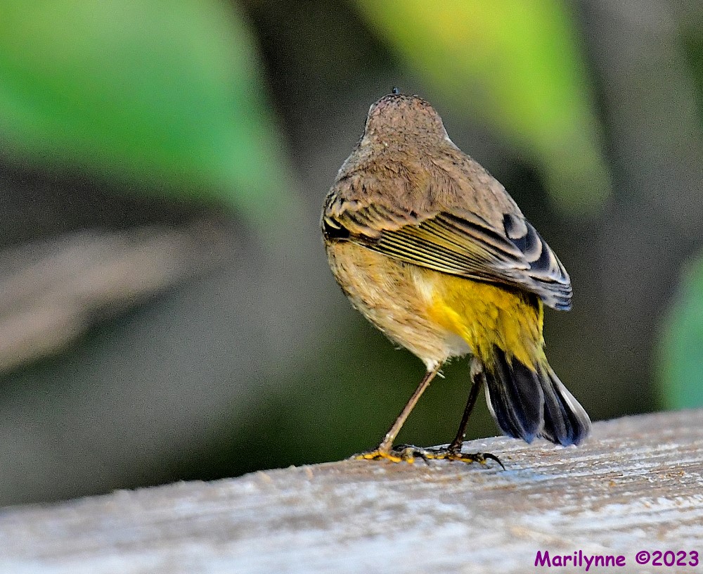 DSC_9288_001.JPG