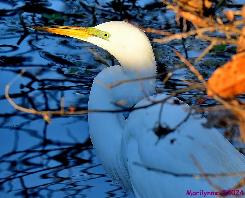 DSC_9288_001.JPG