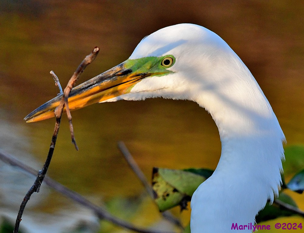 DSC_9293_001.JPG