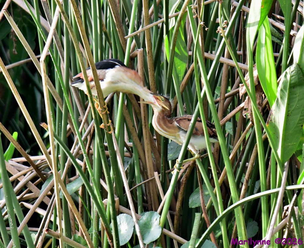 DSC_9294_001.JPG