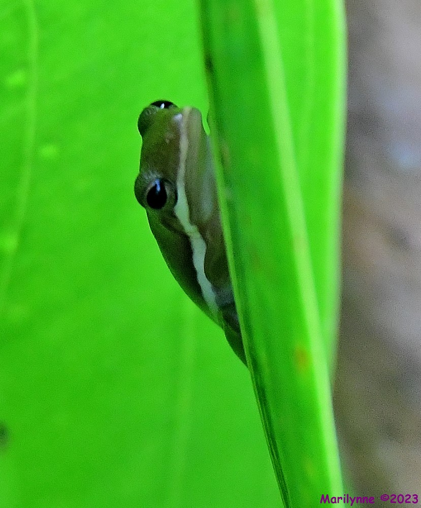 DSC_9295_001.JPG