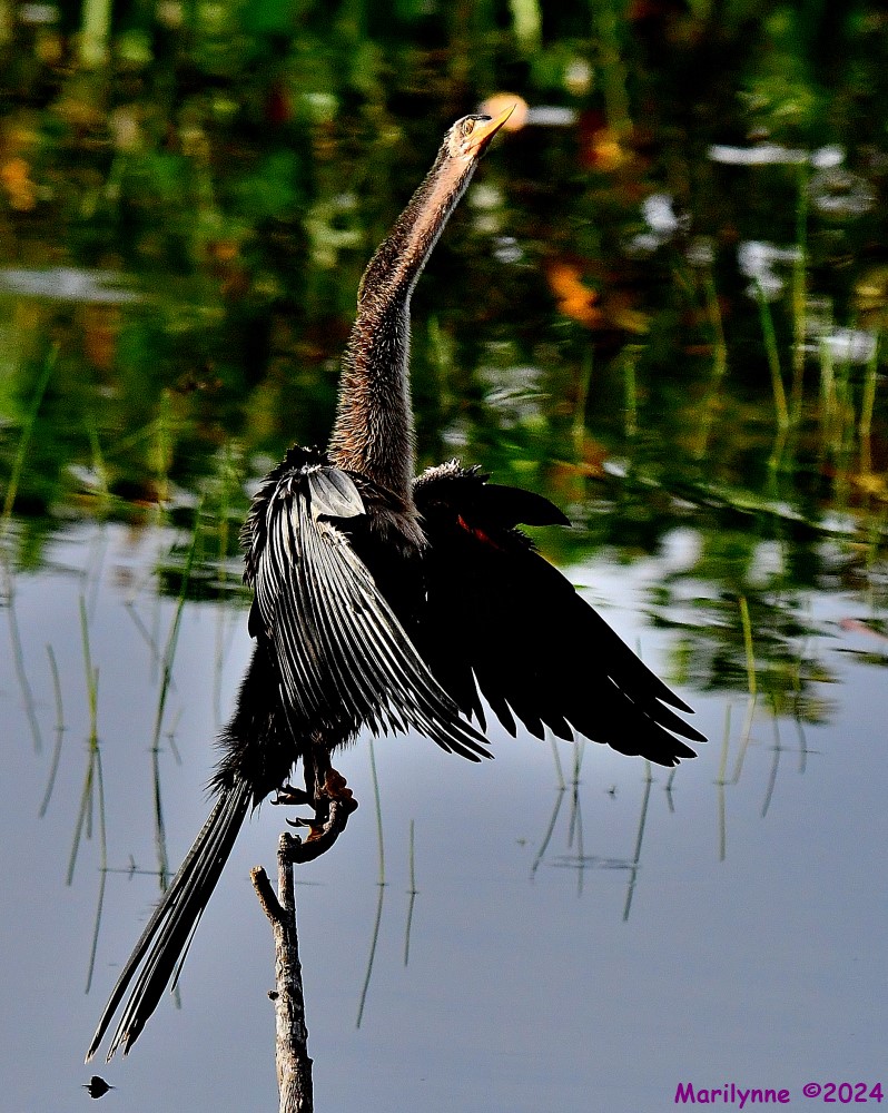 DSC_9295_001.JPG