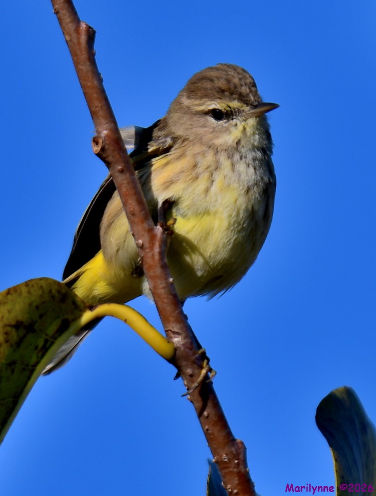 DSC_9299_001.JPG