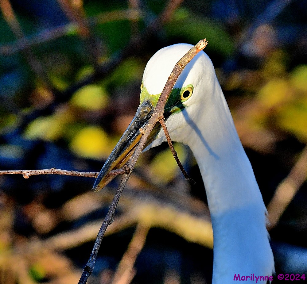 DSC_9300_001.JPG