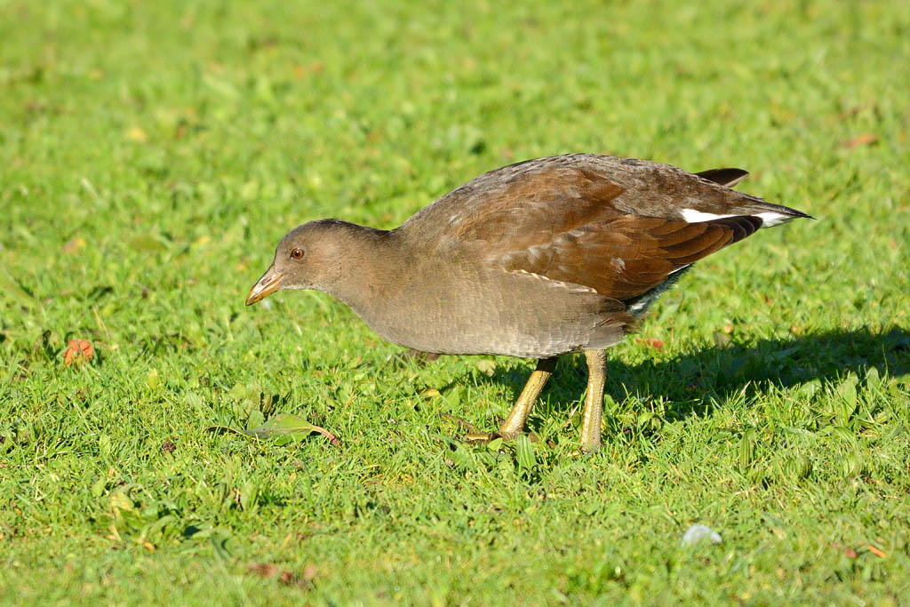 DSC_9302.jpg