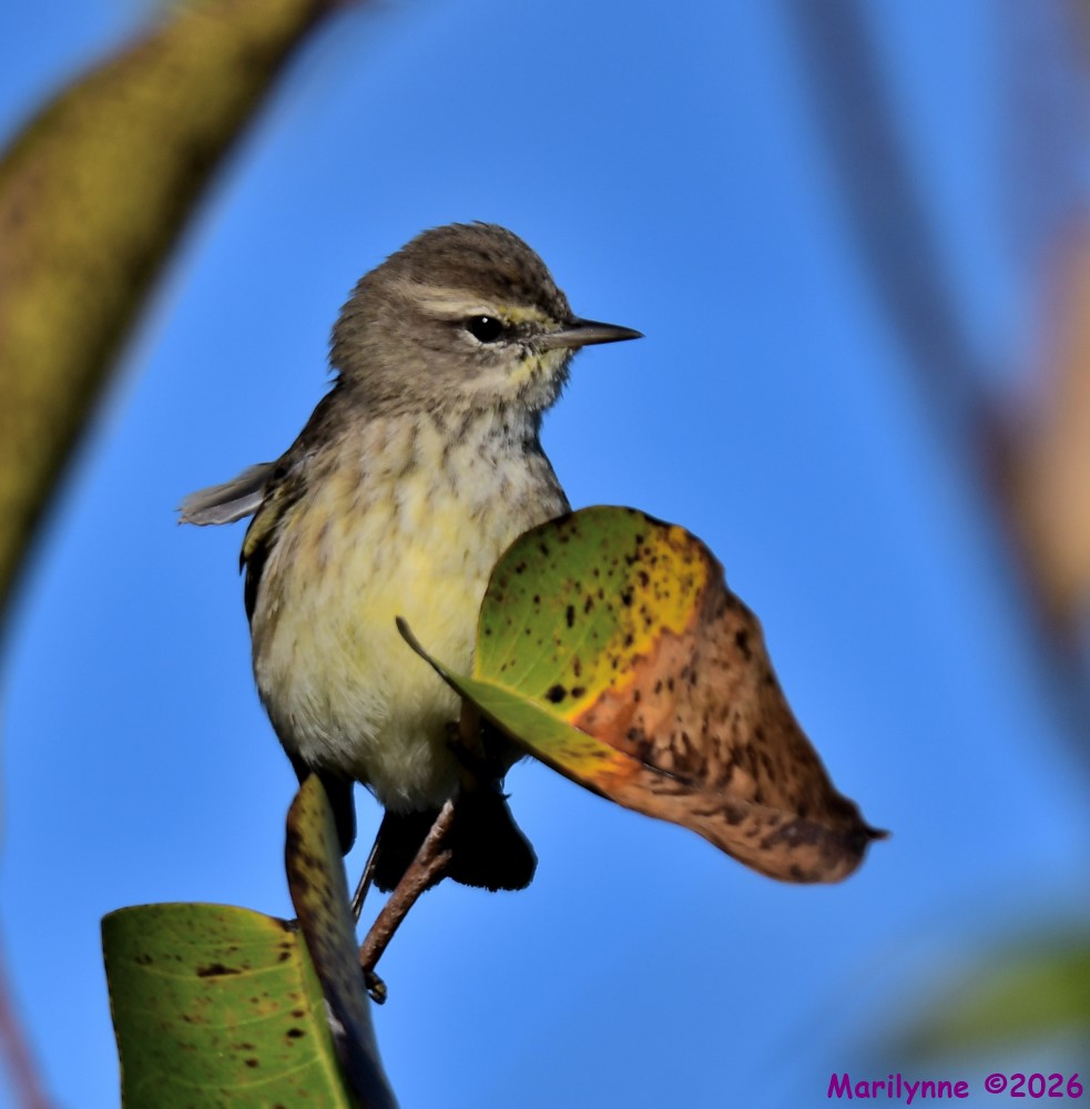 DSC_9304_001.JPG