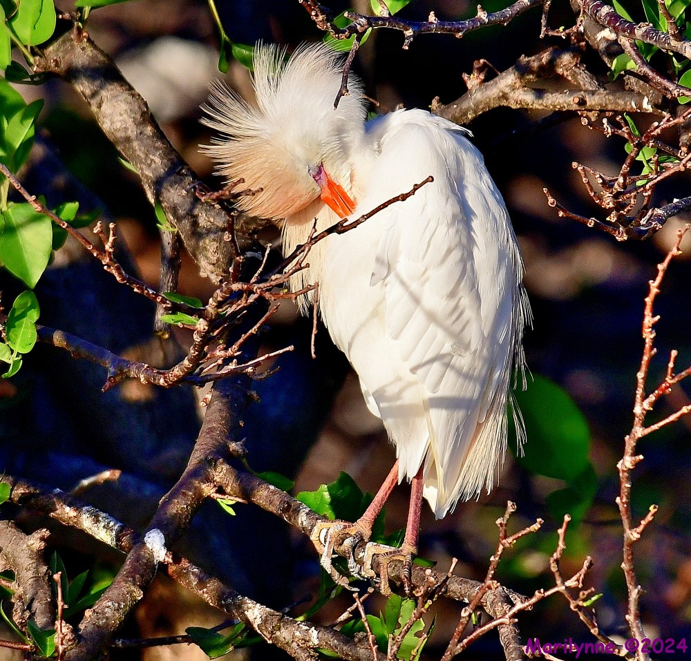 DSC_9305_001.JPG