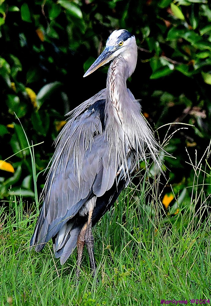 DSC_9305_001.JPG